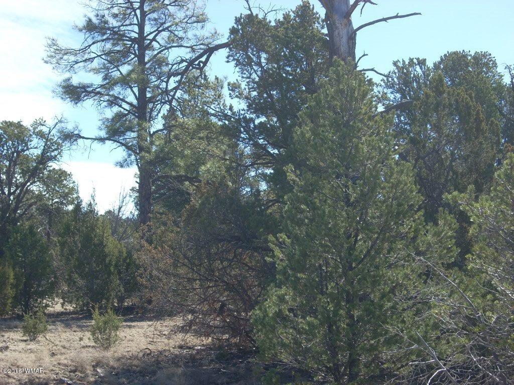3241 Bigler Road Overgaard, AZ 85933 - Photo 12 of 17 Gallery Image 12