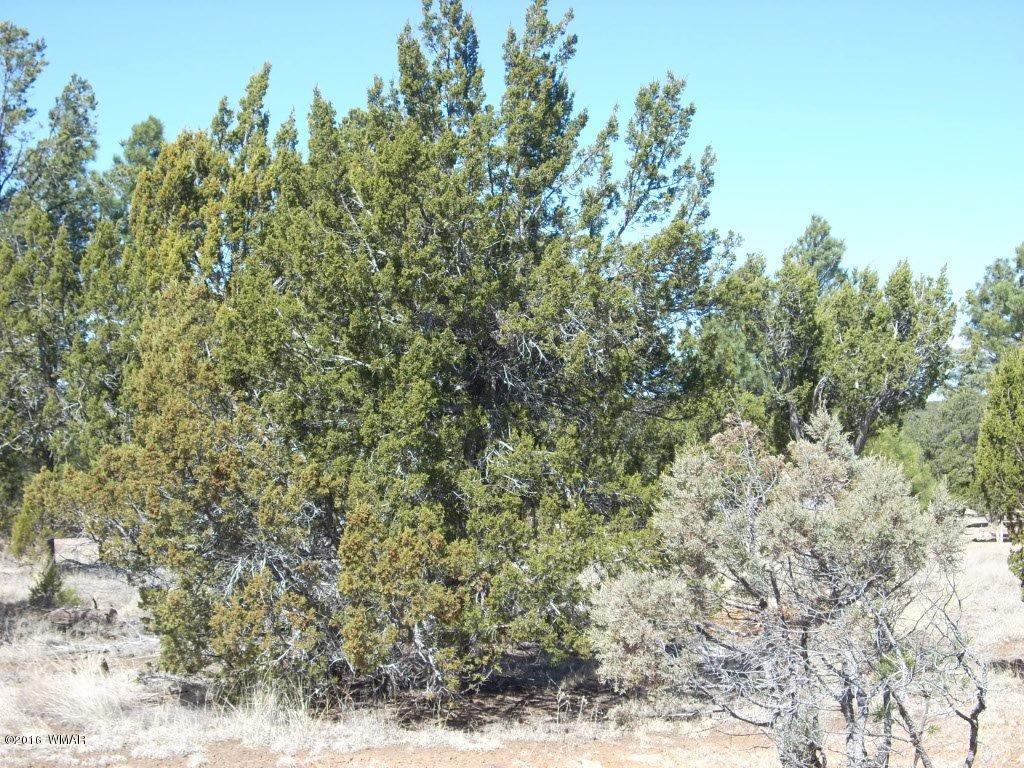 3241 Bigler Road Overgaard, AZ 85933 - Photo 14 of 17 Gallery Image 14