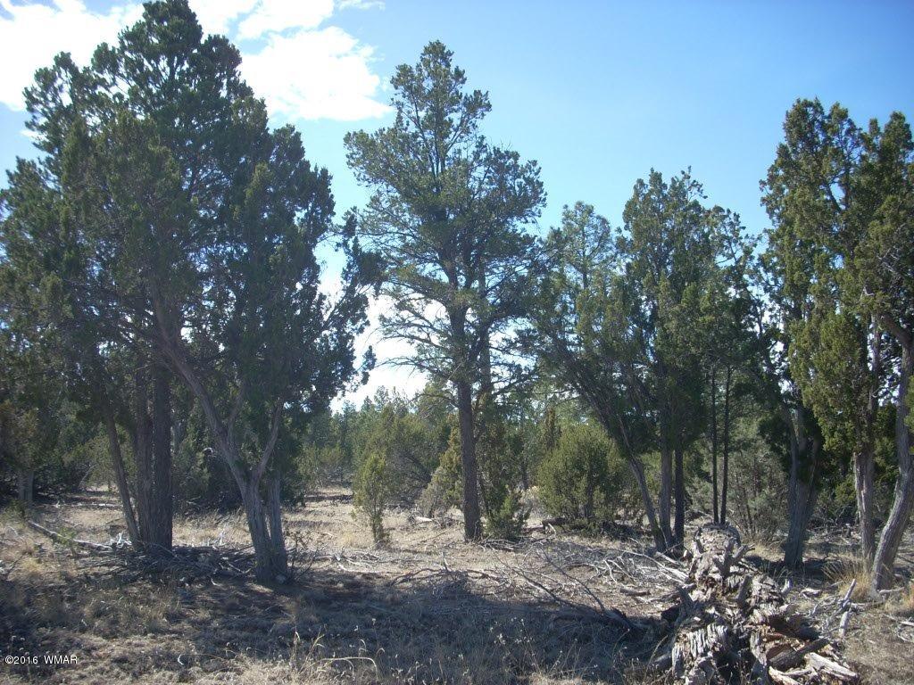 3241 Bigler Road Overgaard, AZ 85933 - Photo 6 of 17 Gallery Image 6