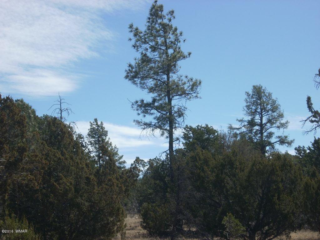 3241 Bigler Road Overgaard, AZ 85933 - Photo 7 of 17 Gallery Image 7
