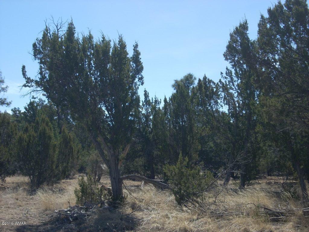 3241 Bigler Road Overgaard, AZ 85933 - Photo 8 of 17 Gallery Image 8