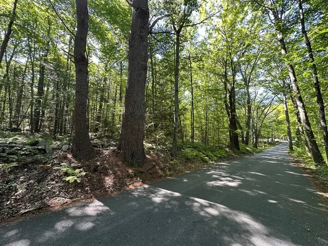 a view of a forest with trees