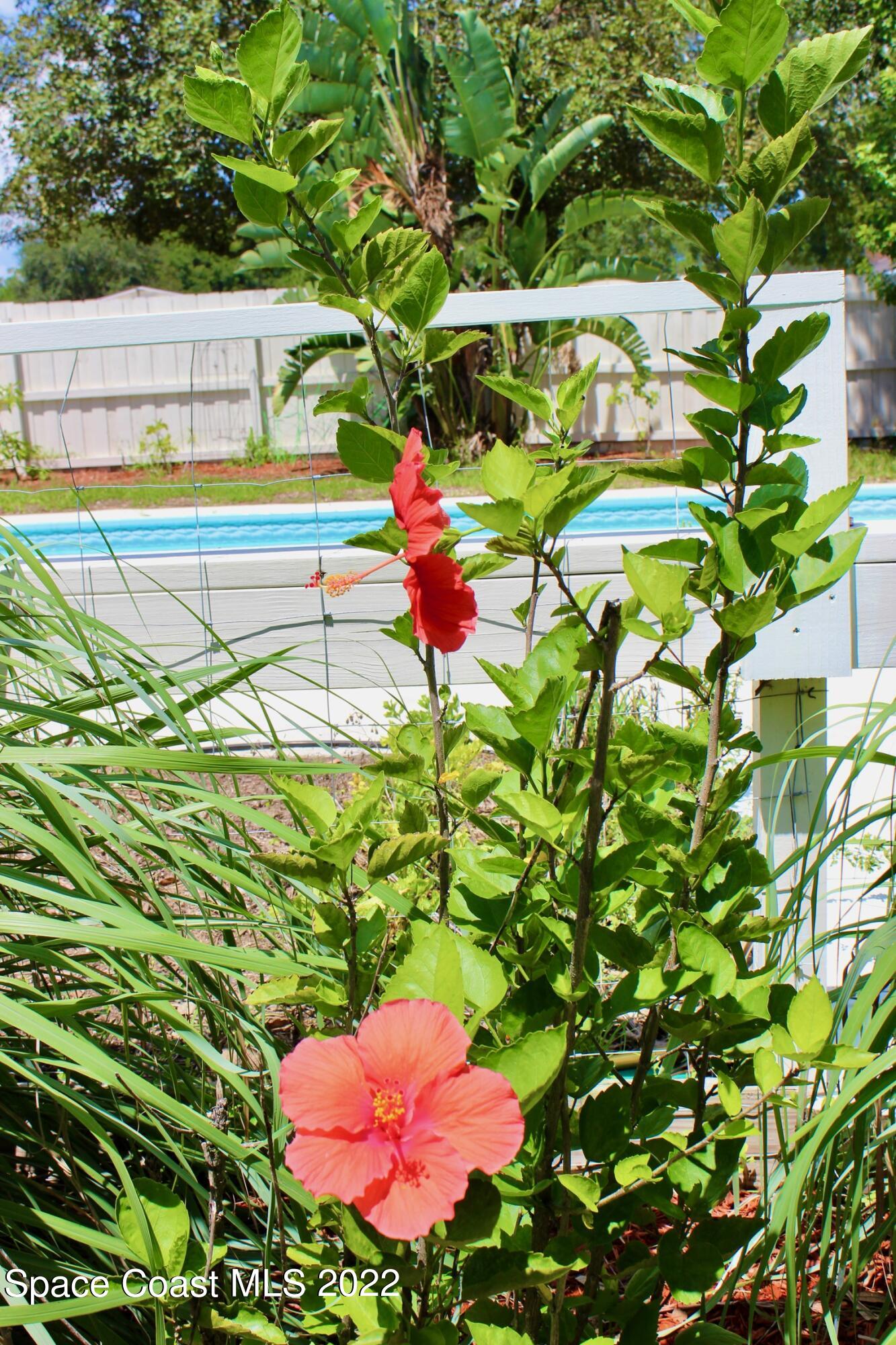 3665 Burkholm Road Mims, FL 32754 - Photo 61 of 62 a view of a flower