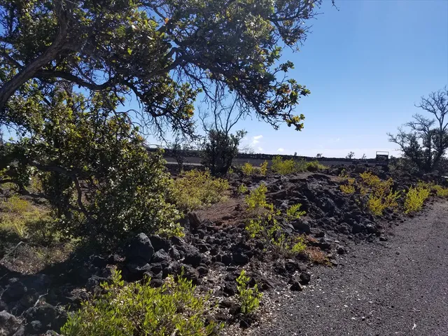 a view of a tree in a yard