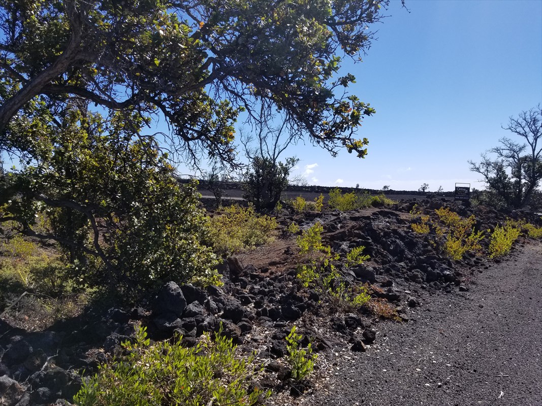 a view of a tree in a yard