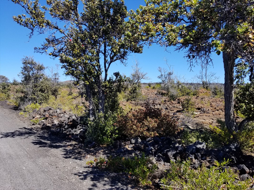92-8506 Lot 12 Liliana Lane Ocean View, HI 96704 - Photo 5 of 5 a view of a yard with a tree