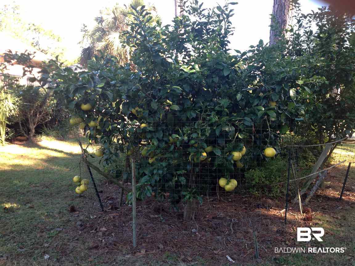 8132 Bay View Drive Foley, AL 36535 - Photo 35 of 50 Grapefruit tree