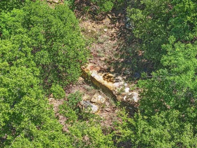 a view of a tree in a yard
