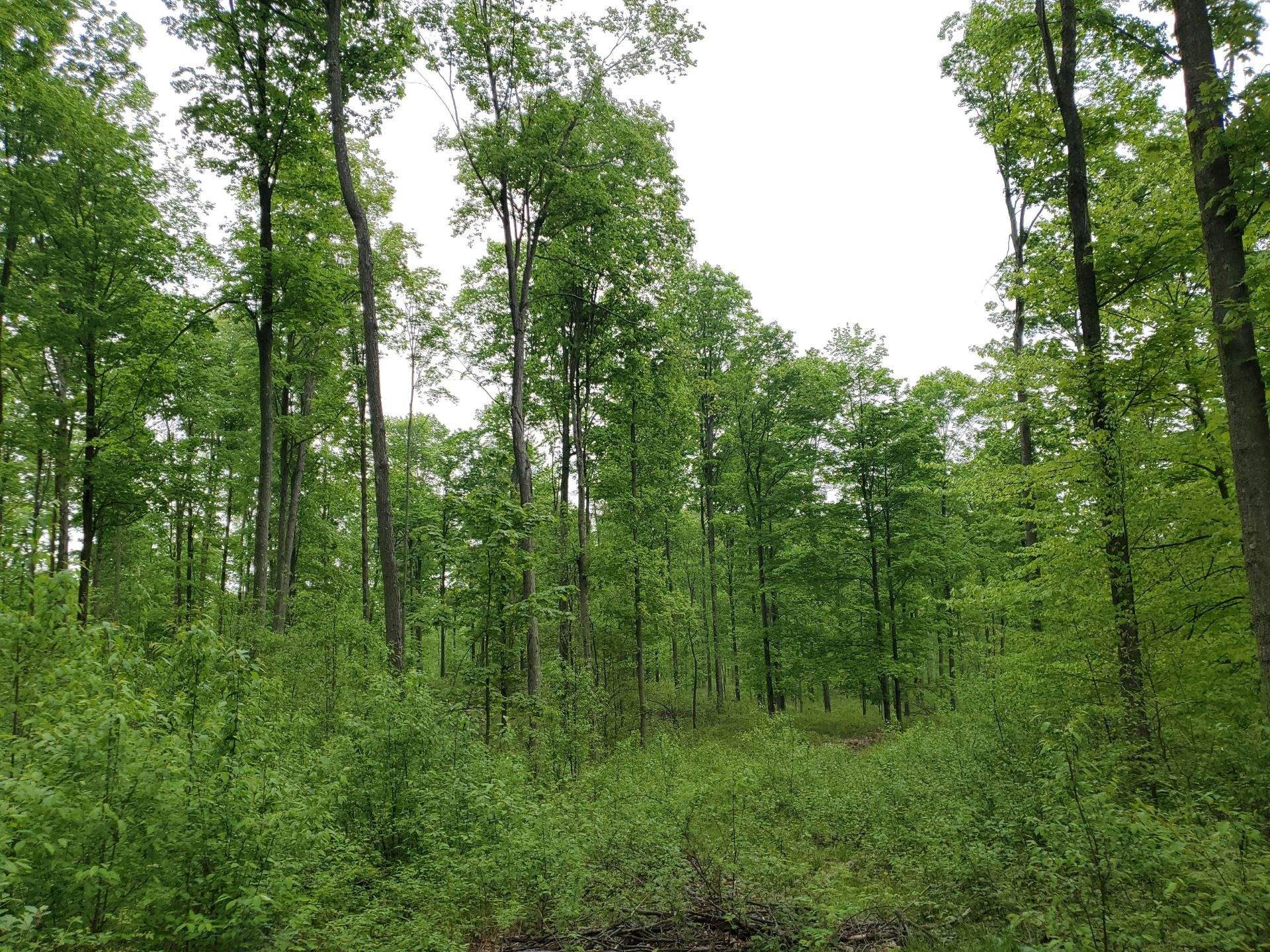 0 Litzen Road Copemish, MI 49625 - Photo 25 of 25 1911453-25.JPG