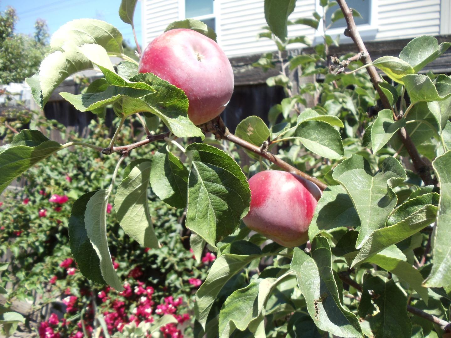16 North Rochester Street San Mateo, CA 94401 - Photo 26 of 27 a flower view