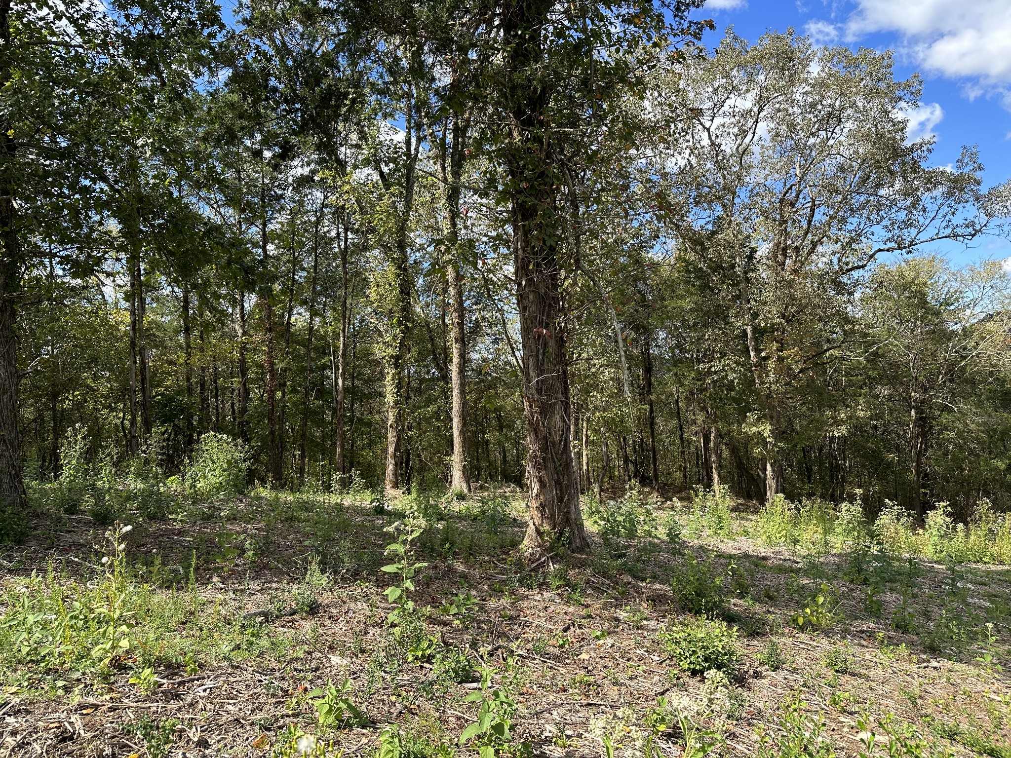0 Hopkins Hollow Road Gainesboro, TN 38562 - Photo 11 of 26 a view of outdoor space and green space