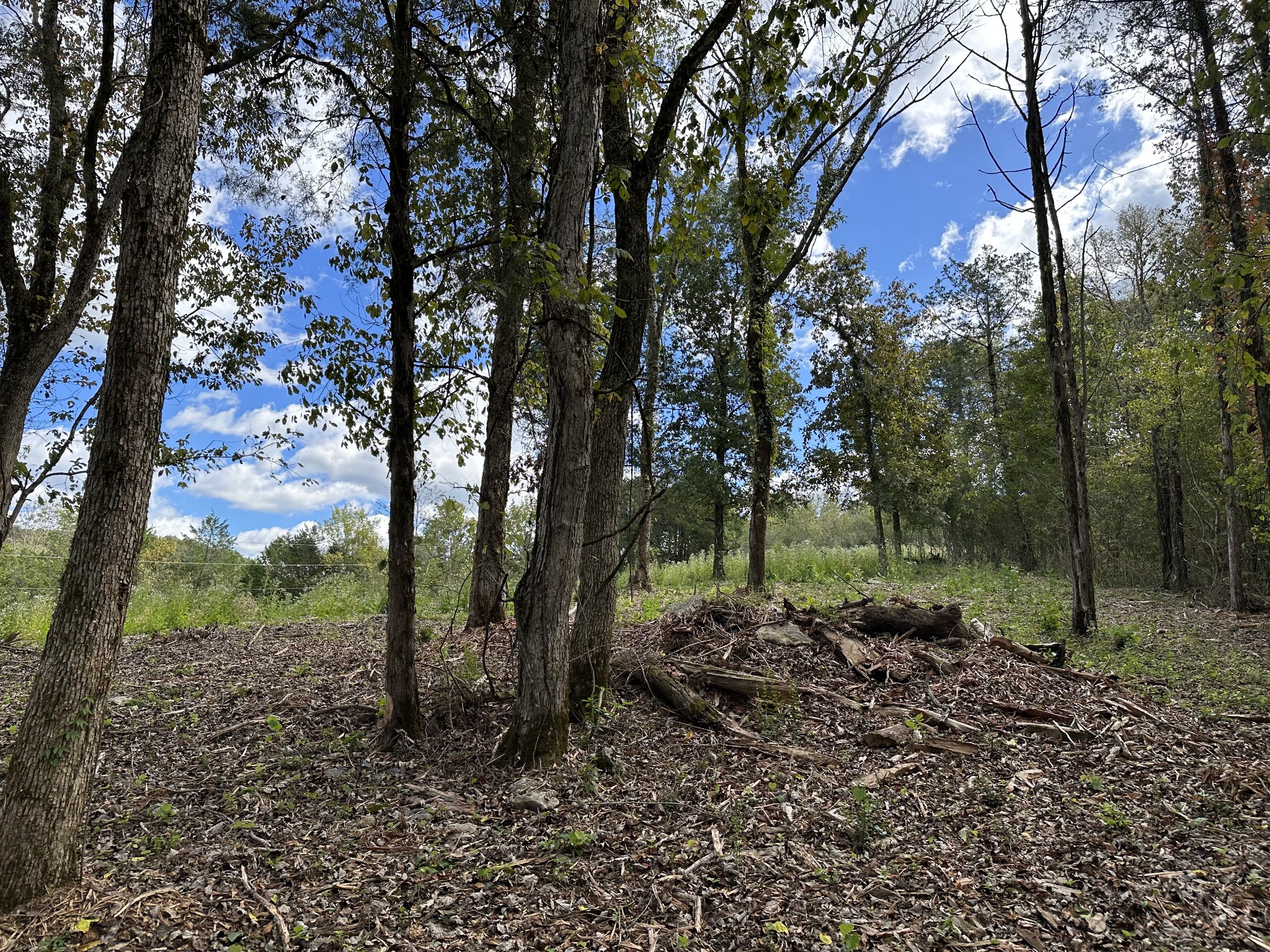0 Hopkins Hollow Road Gainesboro, TN 38562 - Photo 12 of 26 a view of a forest