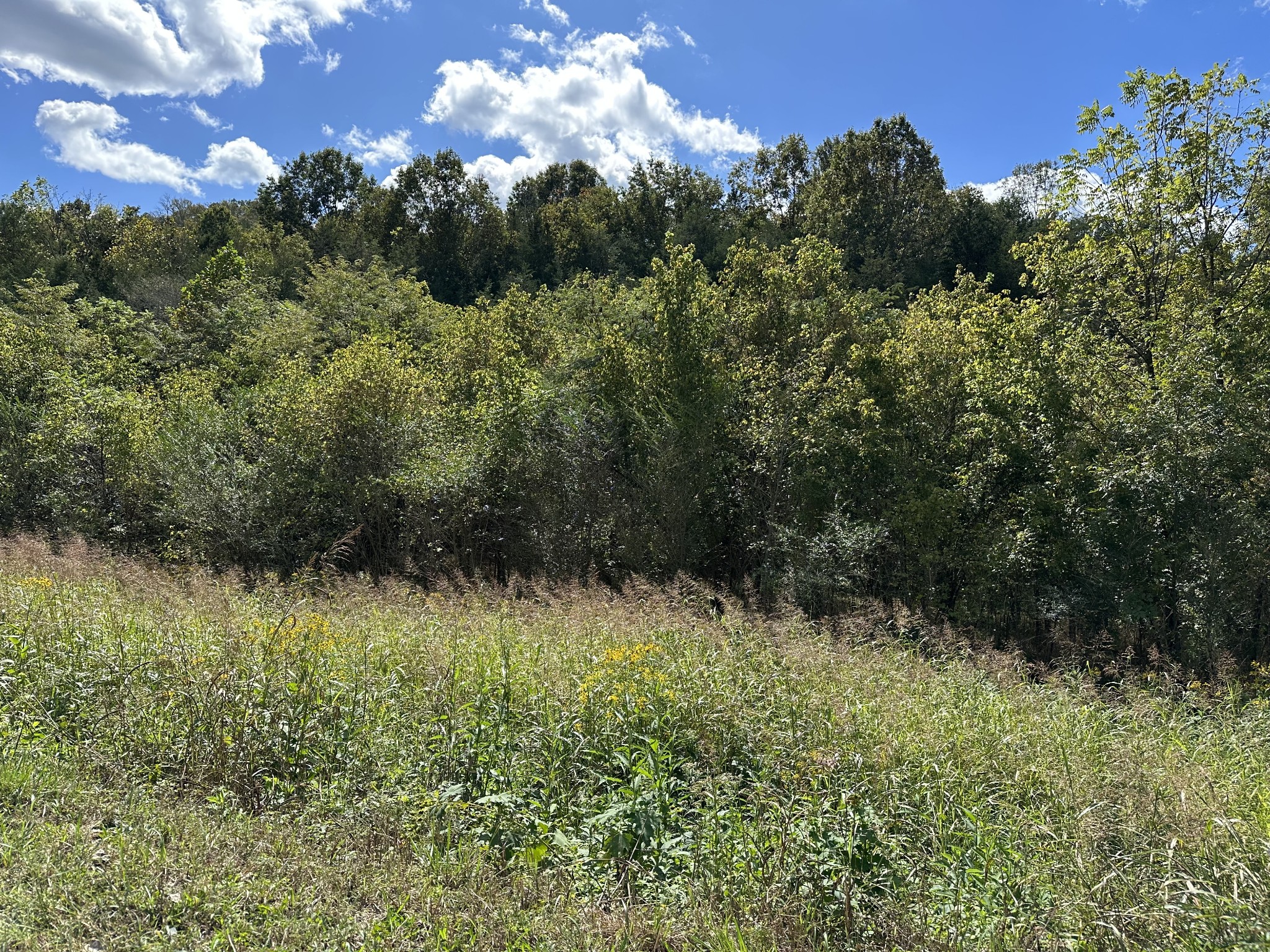 0 Hopkins Hollow Road Gainesboro, TN 38562 - Photo 14 of 26 a view of a garden
