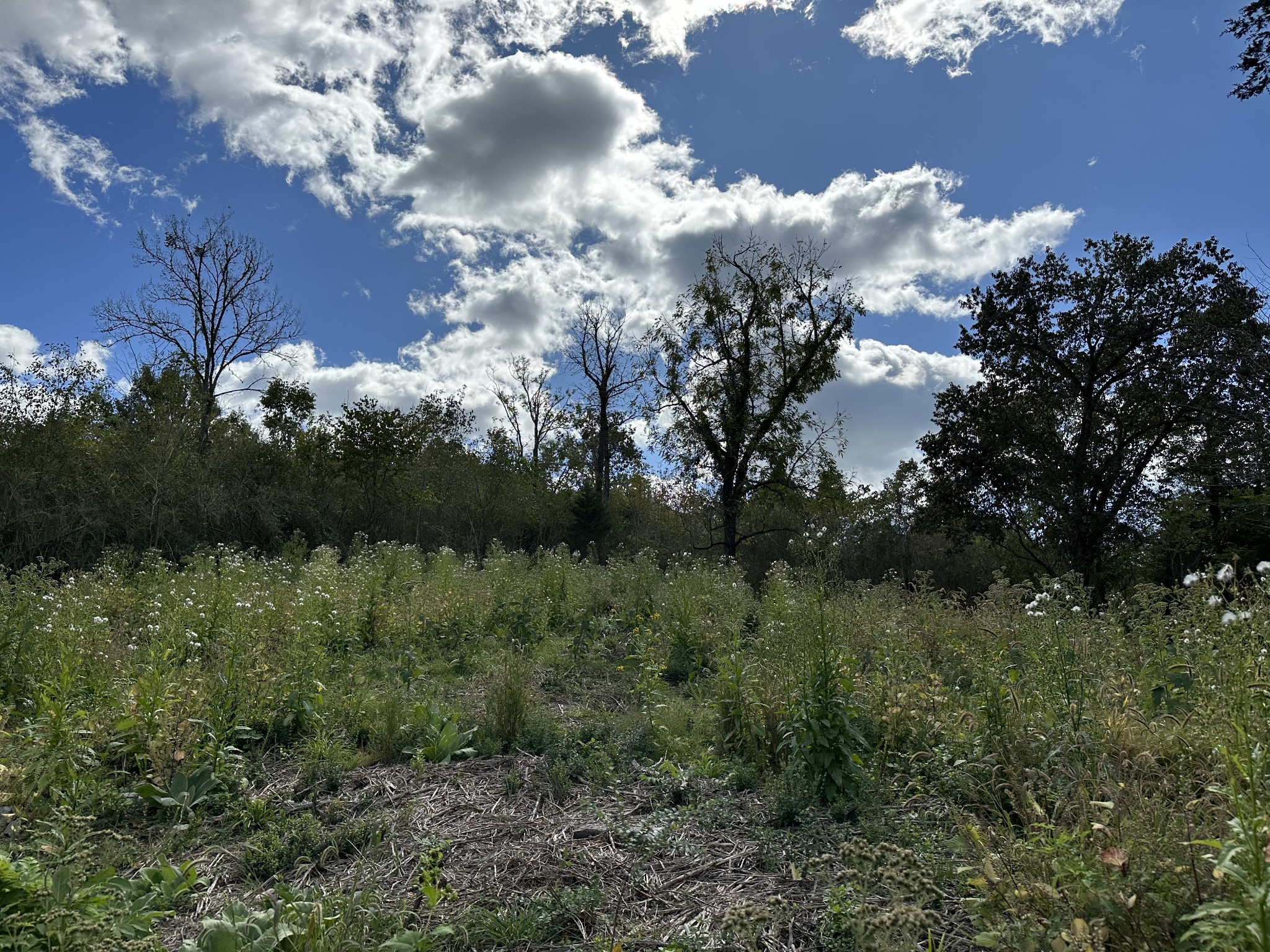 0 Hopkins Hollow Road Gainesboro, TN 38562 - Photo 4 of 26 a view of a lot of trees and houses