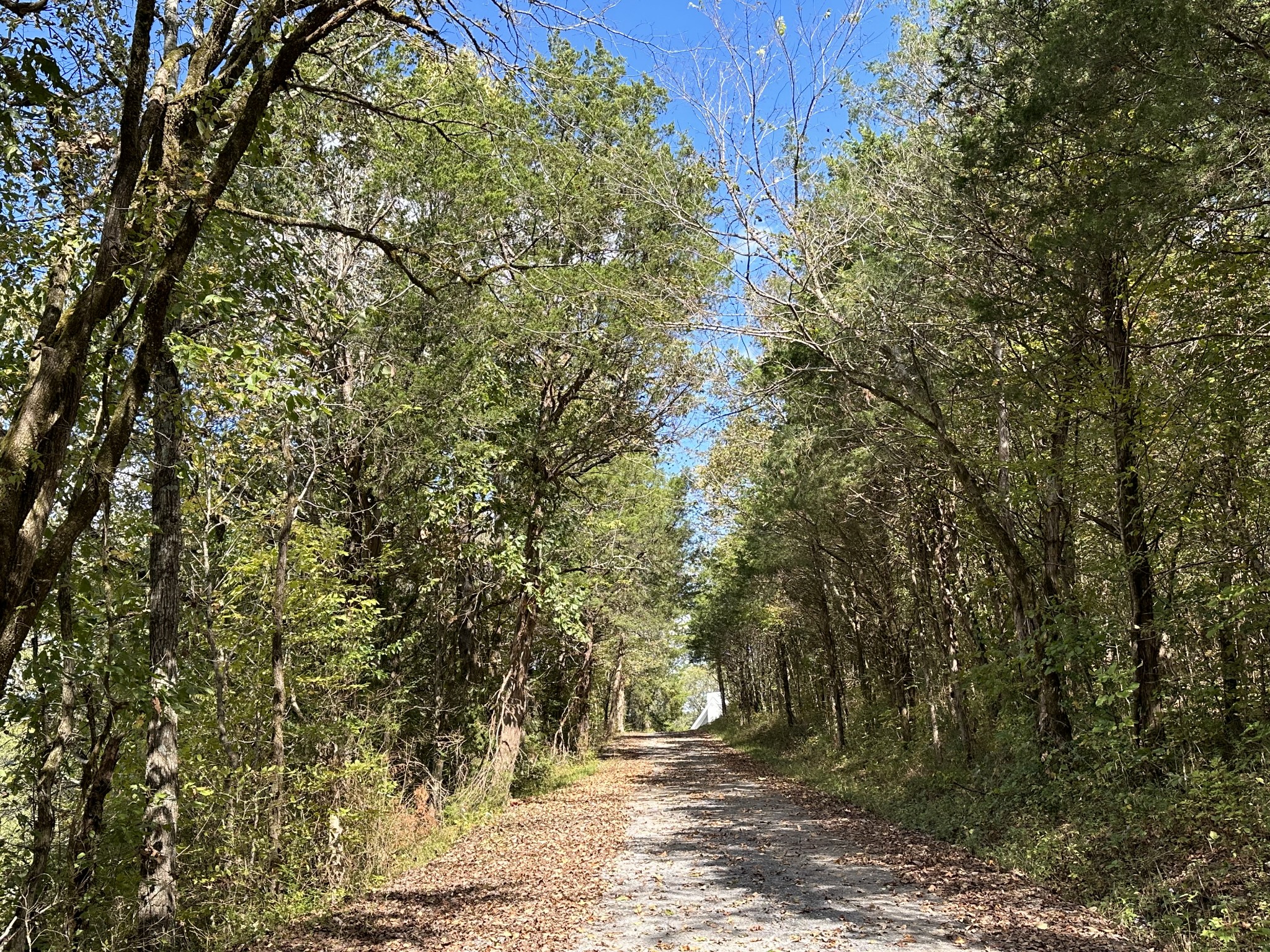 0 Hopkins Hollow Road Gainesboro, TN 38562 - Photo 6 of 26 a view of a yard with plants and large trees