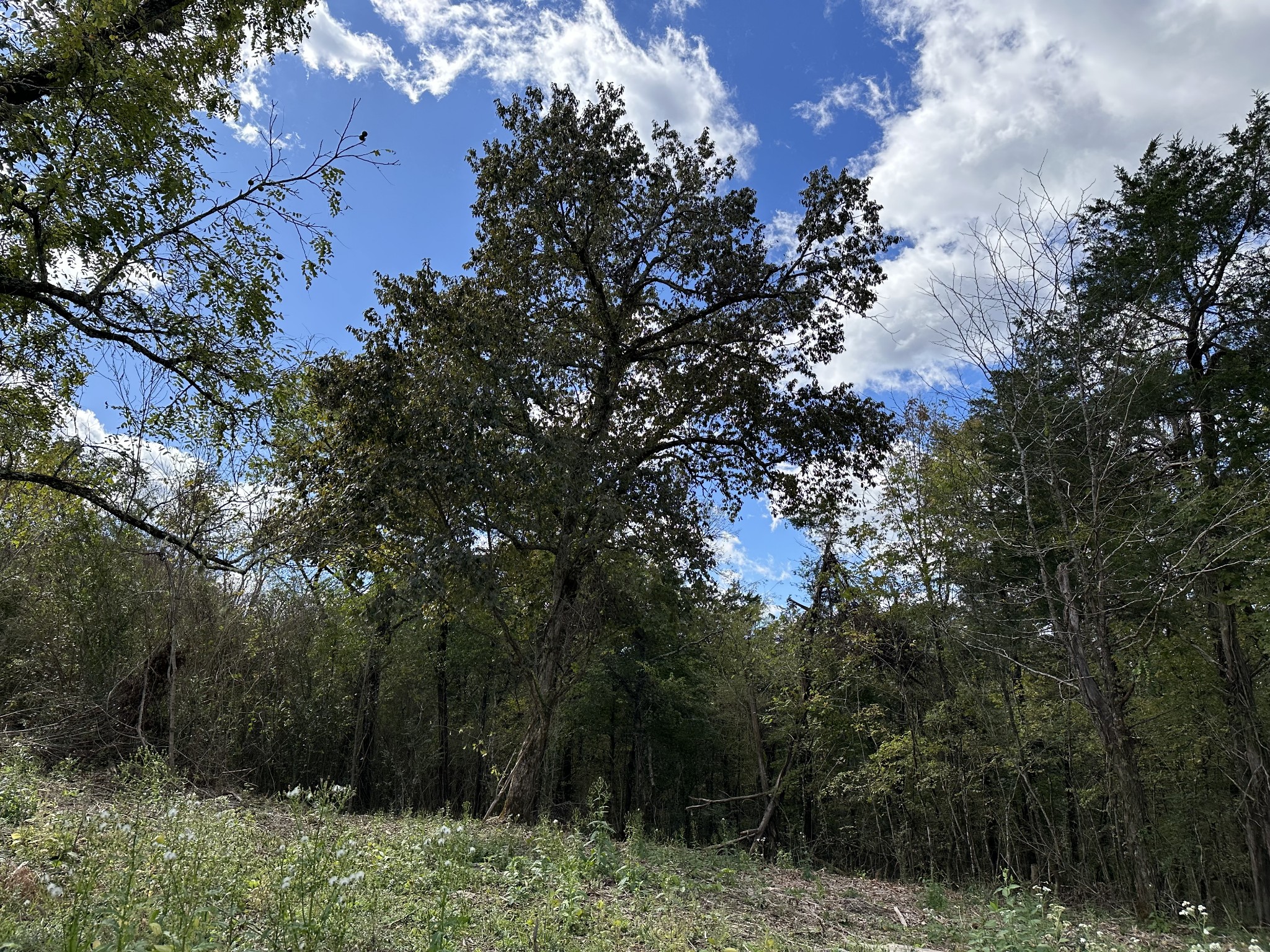 0 Hopkins Hollow Road Gainesboro, TN 38562 - Photo 8 of 26 a backyard of a house with lots of green space