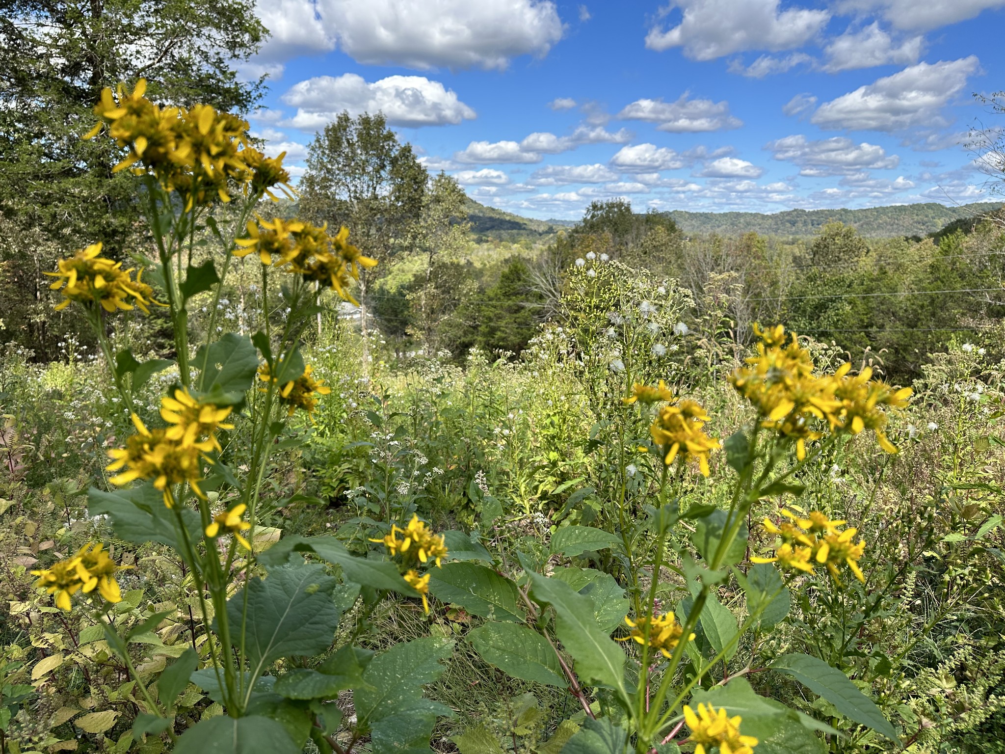 0 Hopkins Hollow Road Gainesboro, TN 38562 - Photo 10 of 26 a view of a houses