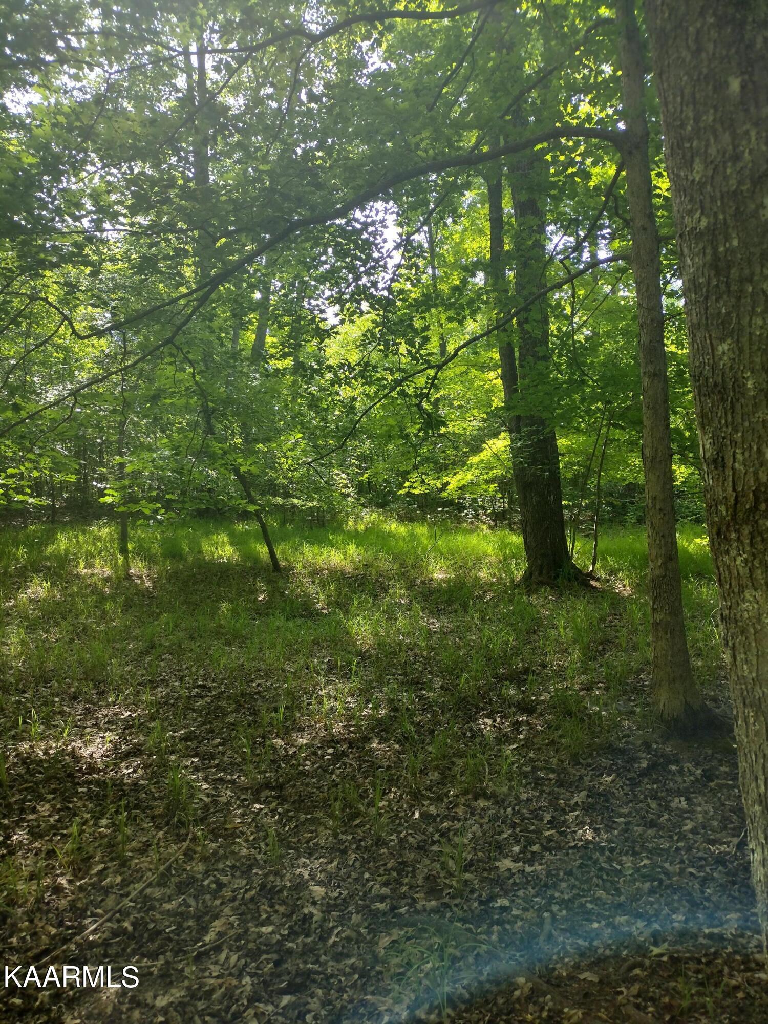 4 Pilot Mountain Road Lancing, TN 37770 - Photo 11 of 23 IMG_20220604_100833754_HDR