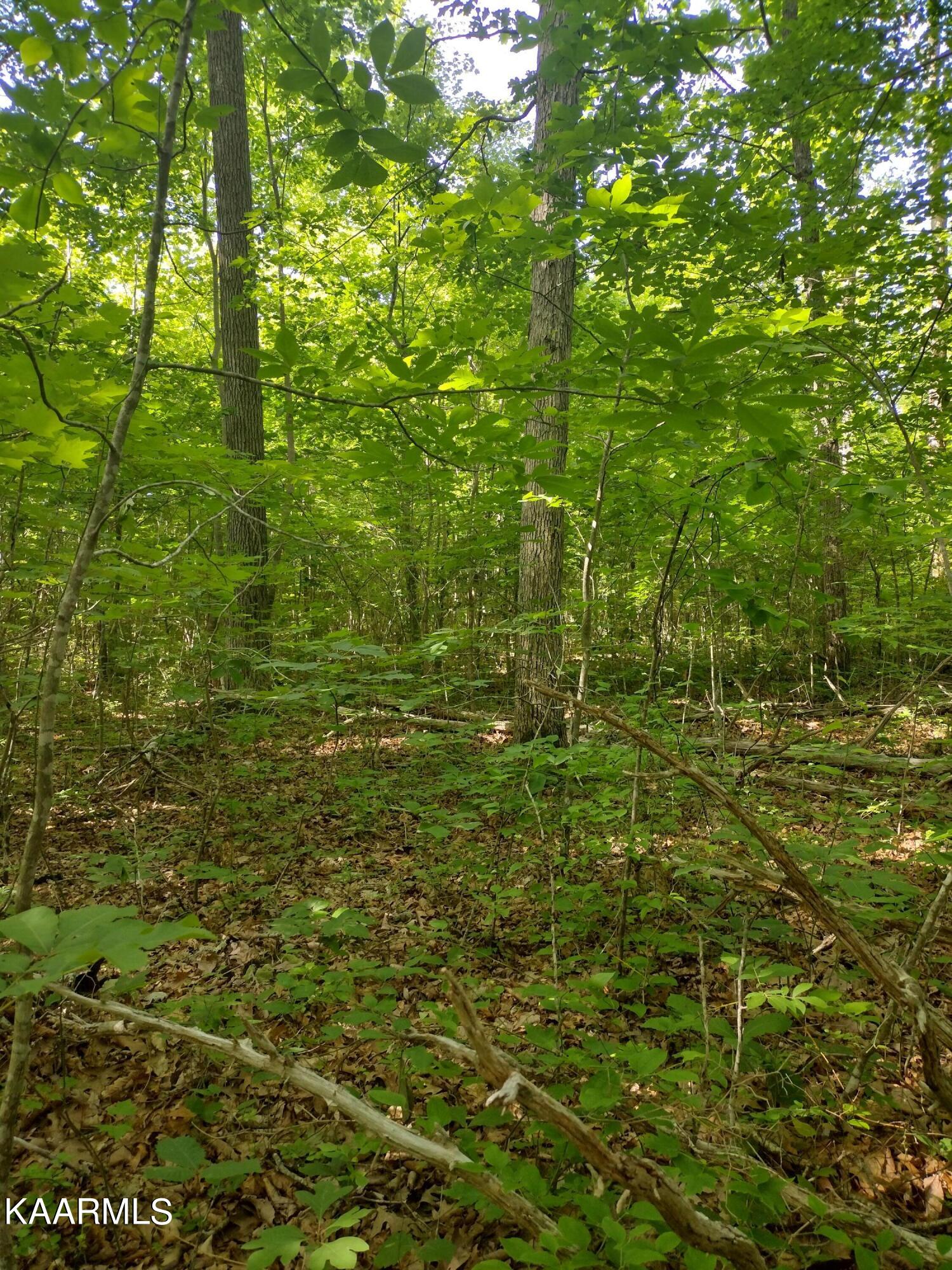 4 Pilot Mountain Road Lancing, TN 37770 - Photo 12 of 23 IMG_20220604_100517036_HDR