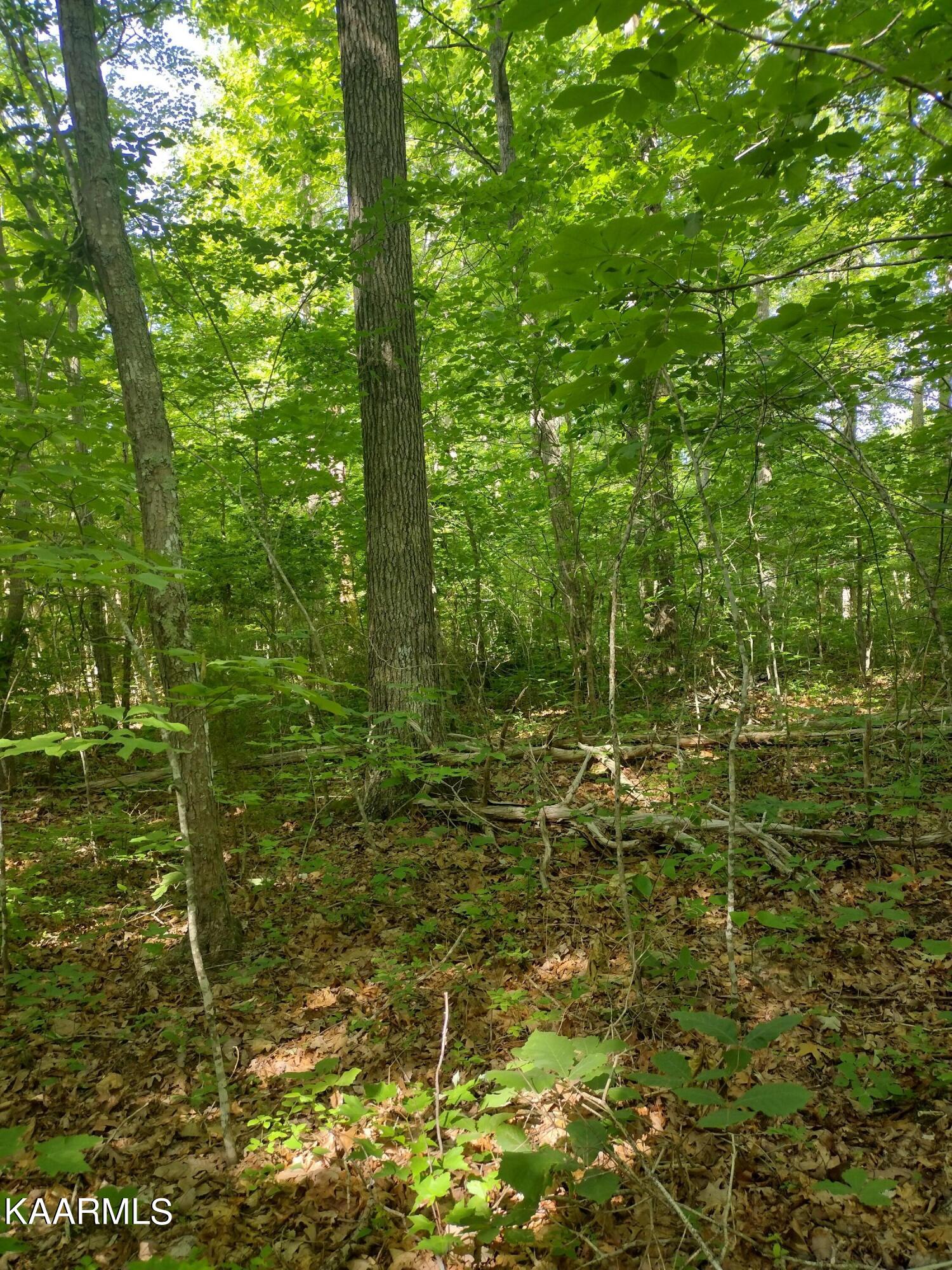 4 Pilot Mountain Road Lancing, TN 37770 - Photo 13 of 23 IMG_20220604_100604977_HDR