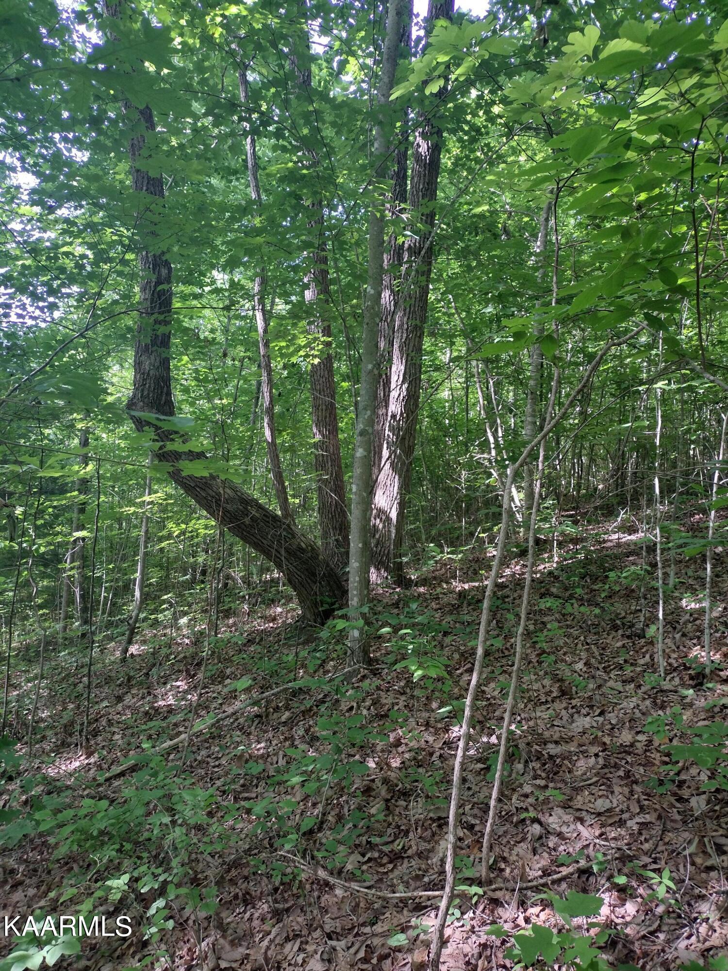 4 Pilot Mountain Road Lancing, TN 37770 - Photo 14 of 23 IMG_20220604_101517742_HDR
