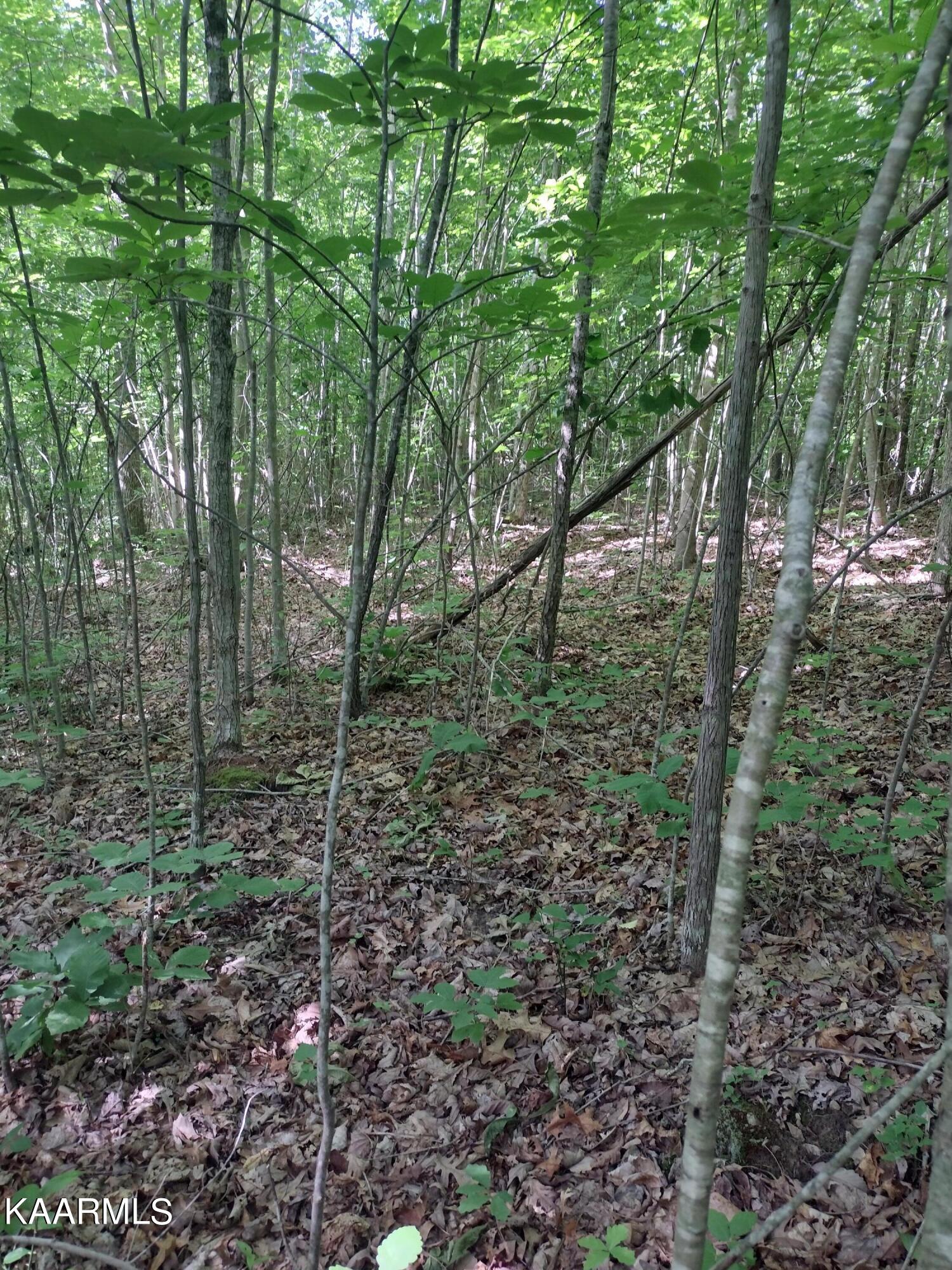 4 Pilot Mountain Road Lancing, TN 37770 - Photo 15 of 23 IMG_20220604_101628984_HDR