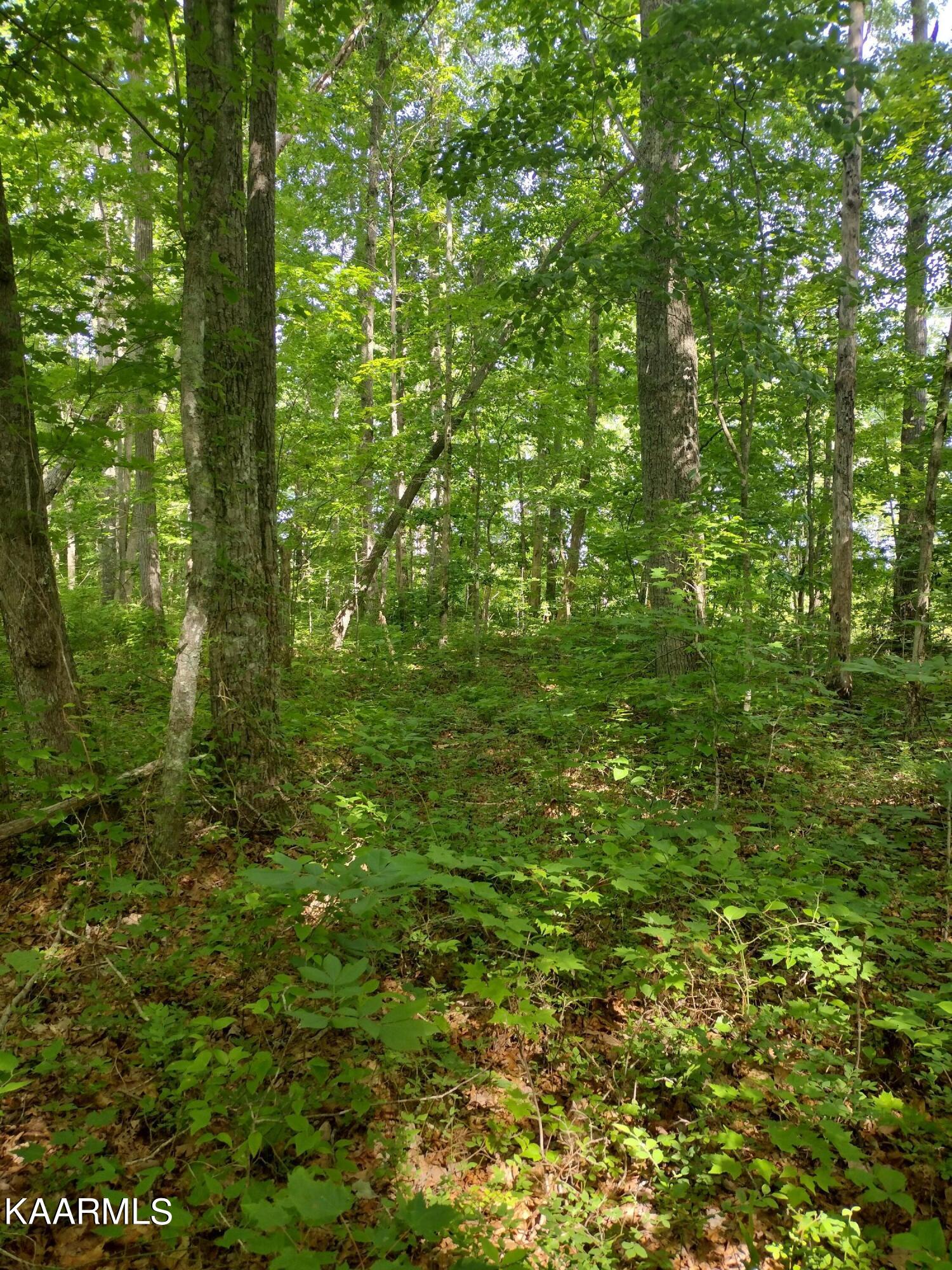 4 Pilot Mountain Road Lancing, TN 37770 - Photo 16 of 23 IMG_20220604_101809317_HDR