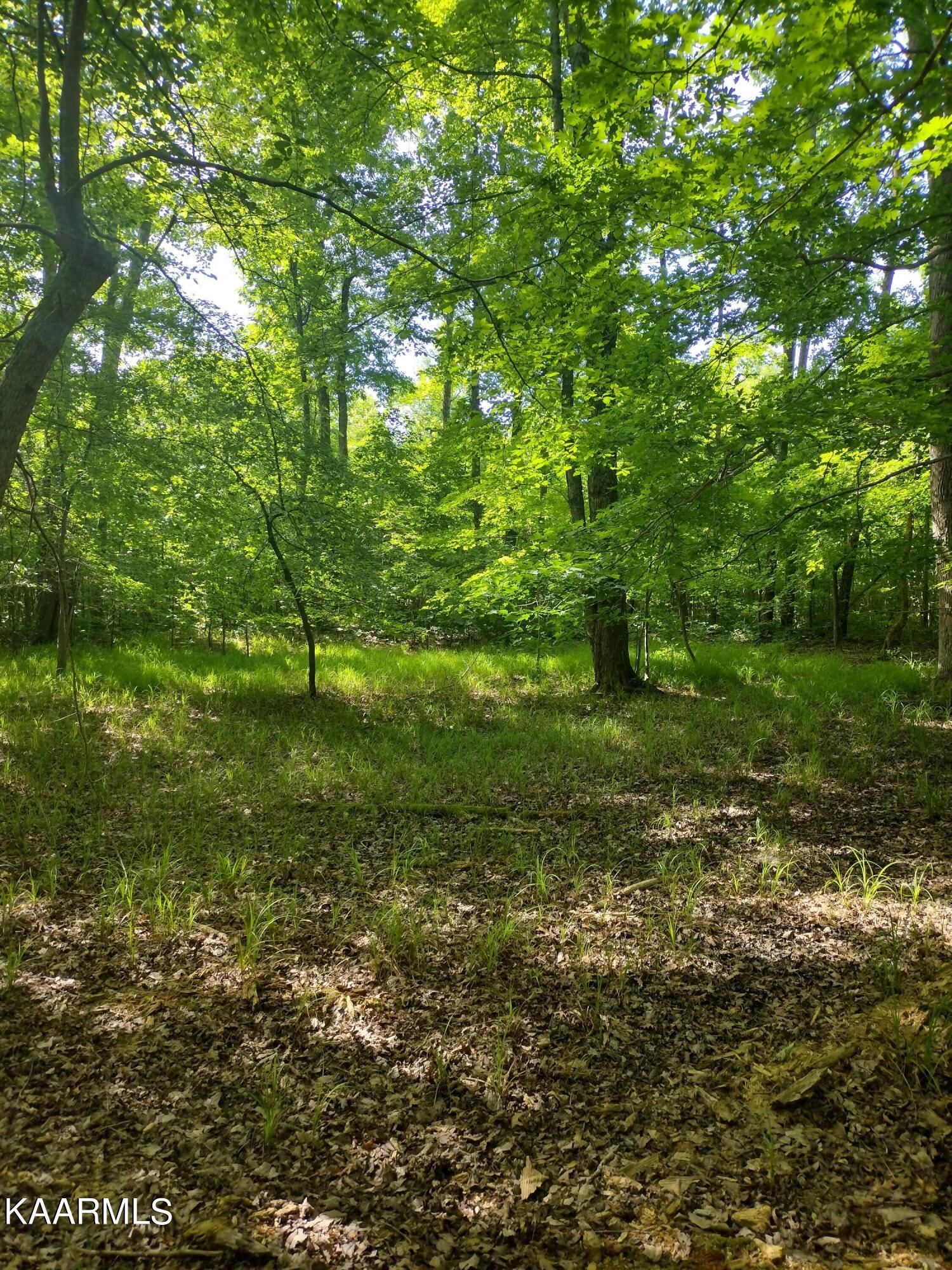 4 Pilot Mountain Road Lancing, TN 37770 - Photo 6 of 23 IMG_20220604_100850201_HDR