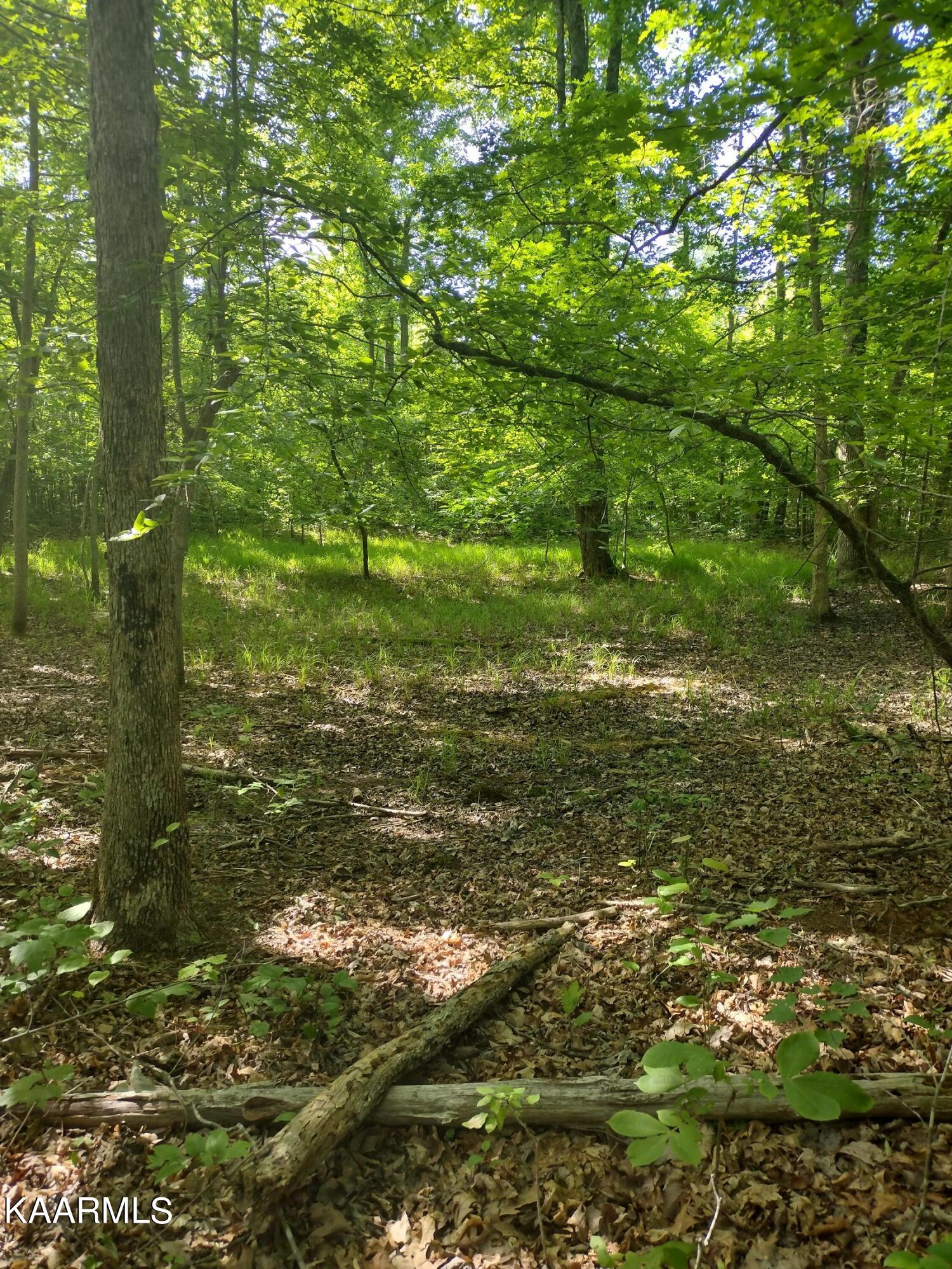 4 Pilot Mountain Road Lancing, TN 37770 - Photo 7 of 23 IMG_20220604_100735665_HDR