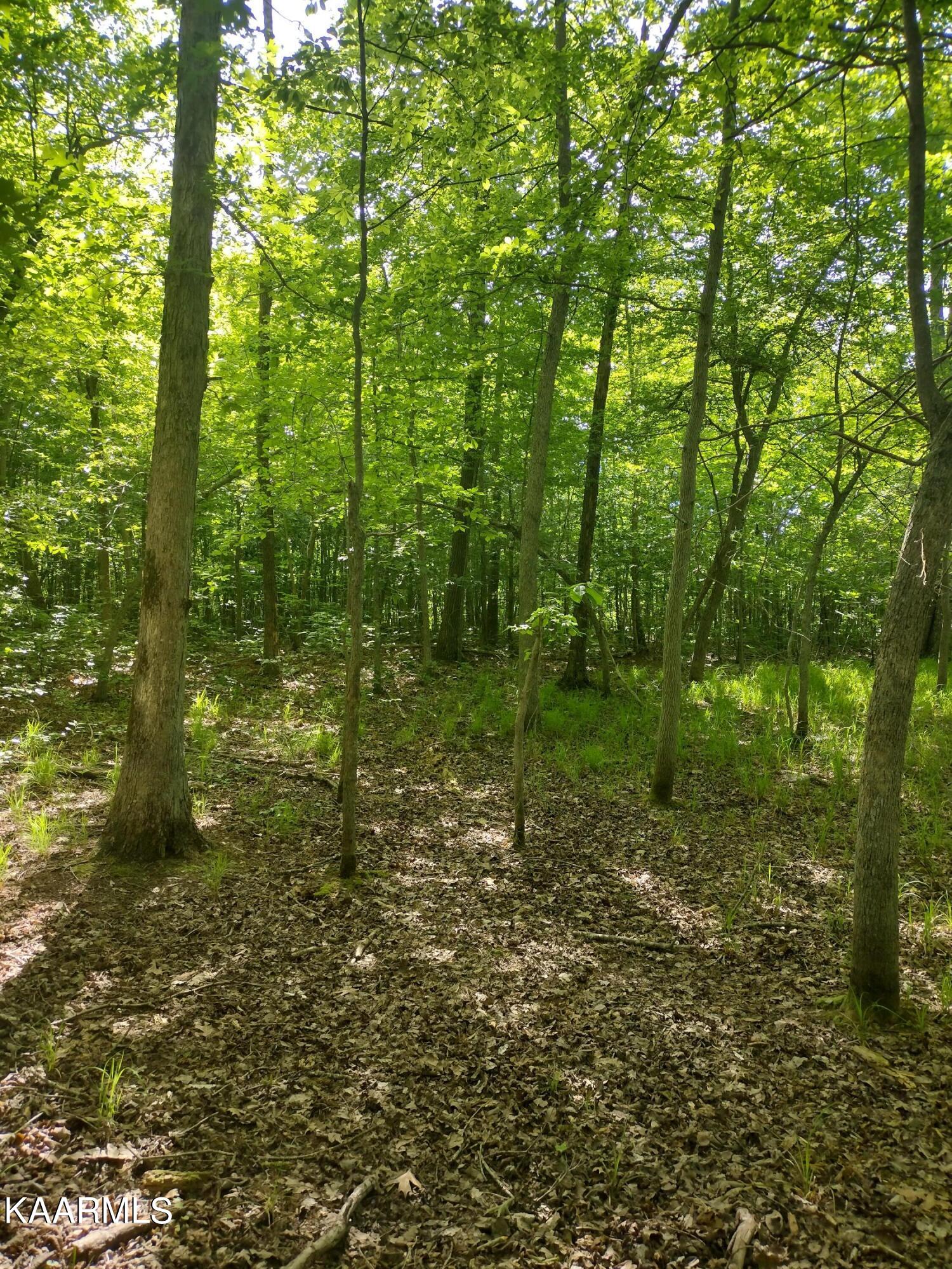 4 Pilot Mountain Road Lancing, TN 37770 - Photo 8 of 23 IMG_20220604_100853564_HDR