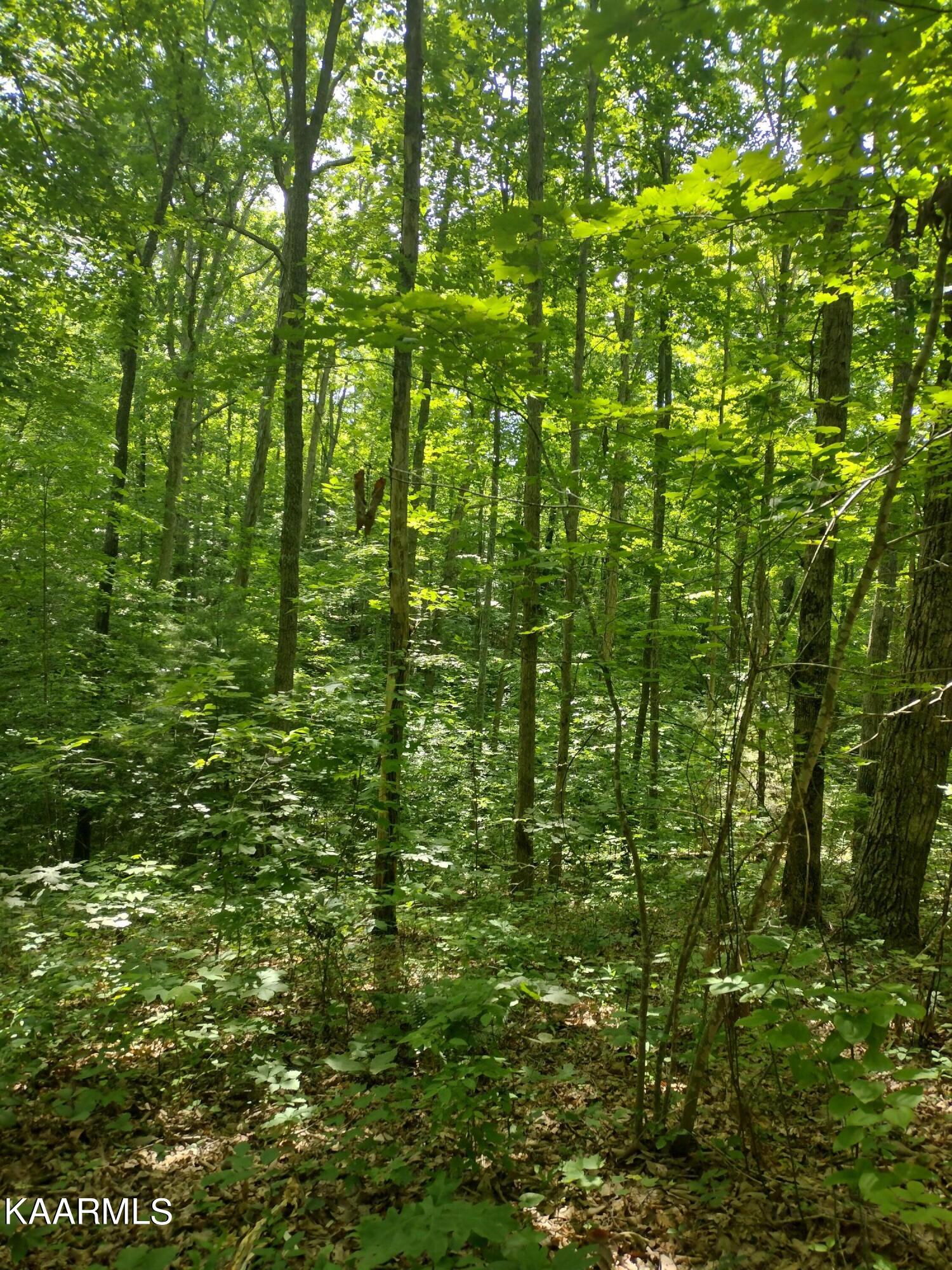 4 Pilot Mountain Road Lancing, TN 37770 - Photo 9 of 23 IMG_20220604_101436330_HDR