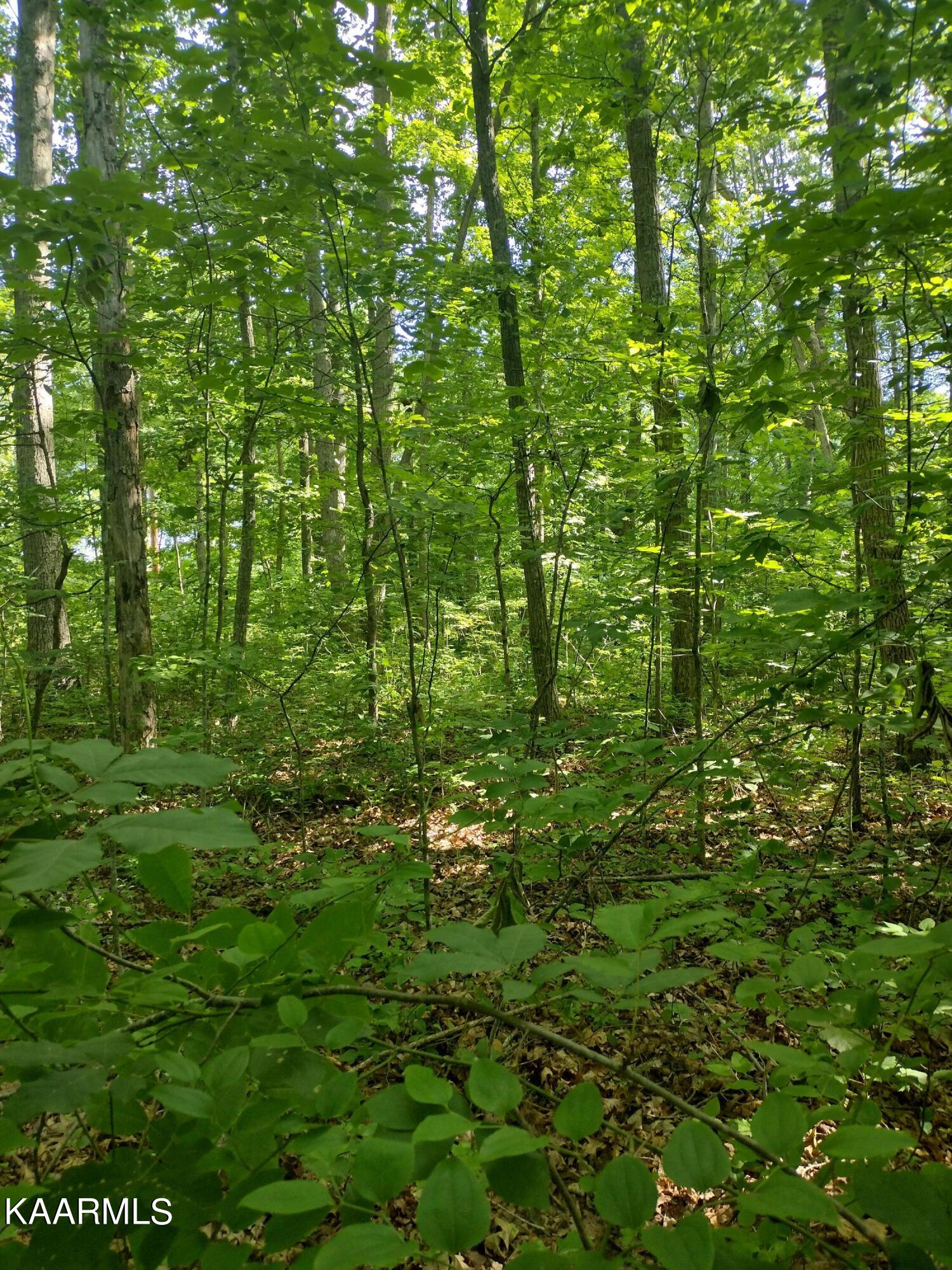 4 Pilot Mountain Road Lancing, TN 37770 - Photo 10 of 23 IMG_20220604_100622842_HDR