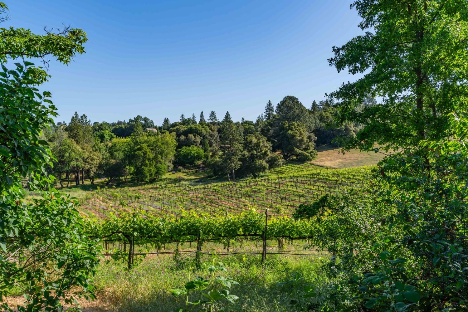 16915 Red Mule Road Fiddletown, CA 95629 - Photo 59 of 66 a view of a backyard
