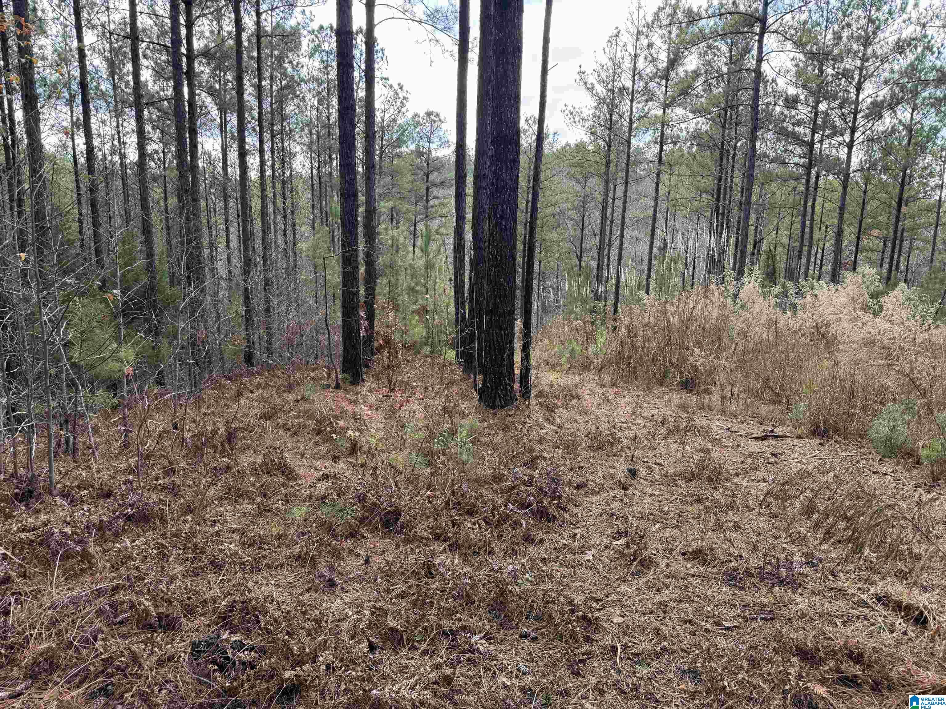 680 Sweet Apple Road, Unit 1 Pell City, AL 35128 - Photo 6 of 7