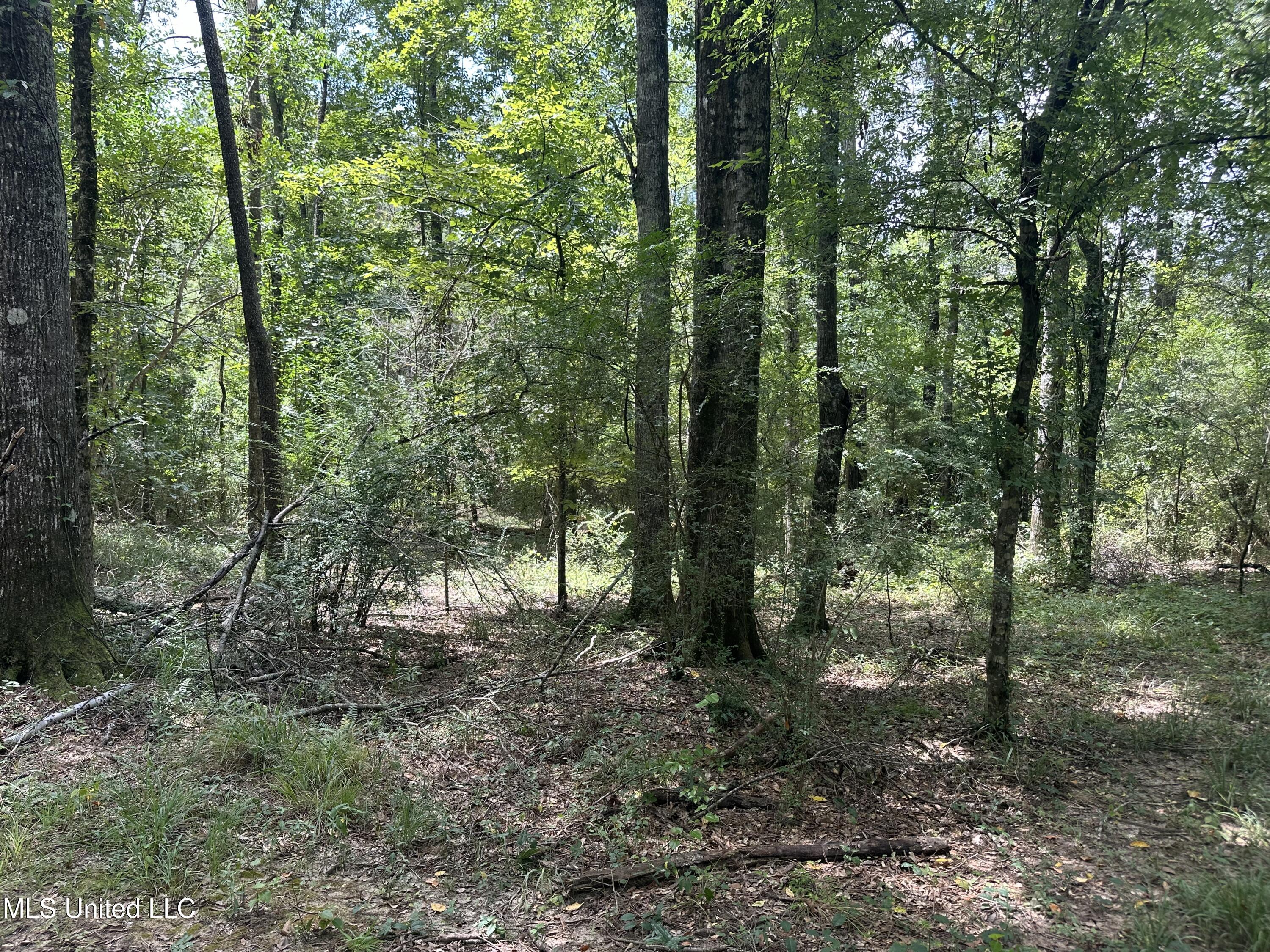 550 550th Union Union Church, MS 39668 - Photo 3 of 8 IMG_1655