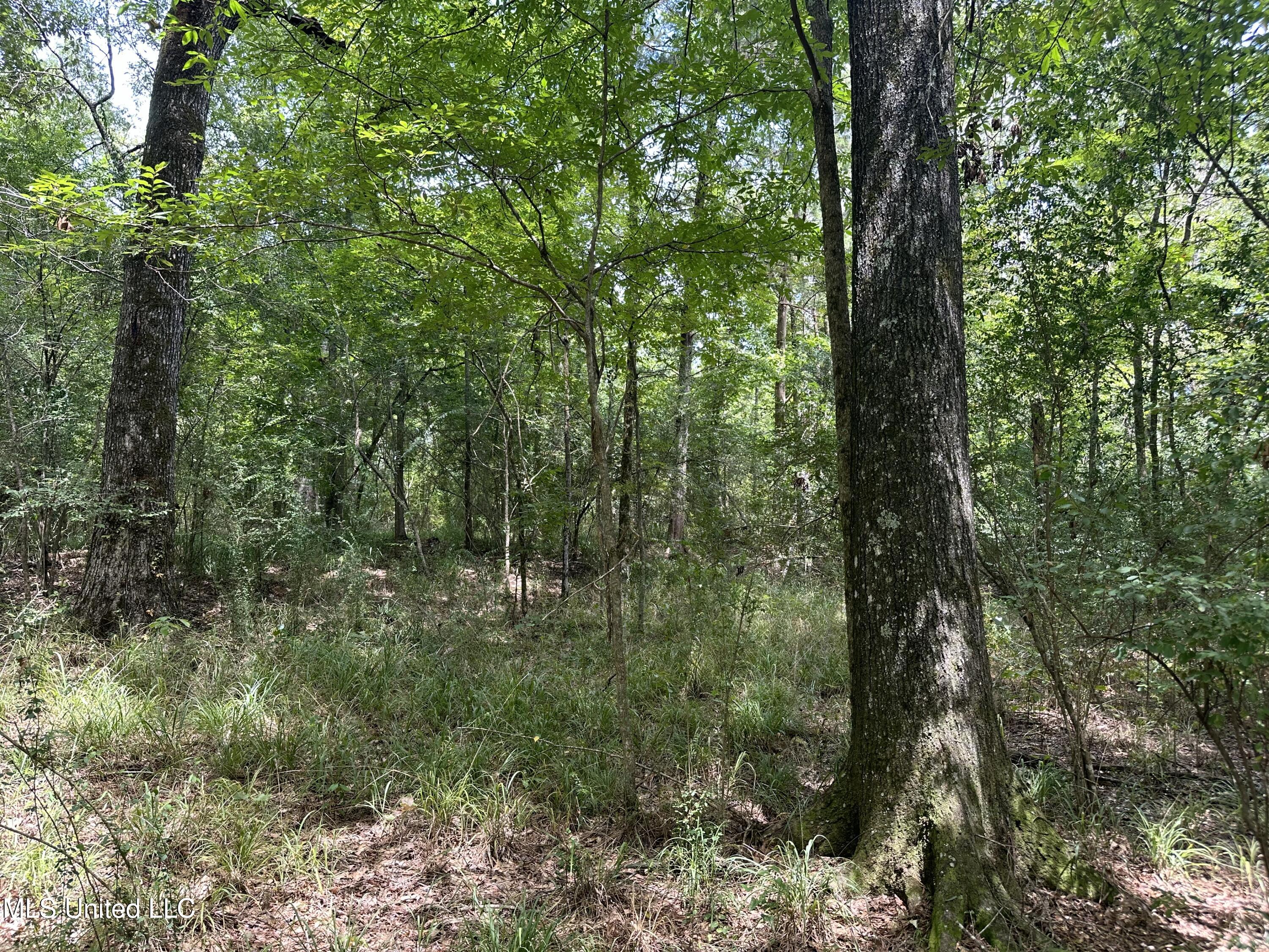 550 550th Union Union Church, MS 39668 - Photo 5 of 8 IMG_1651