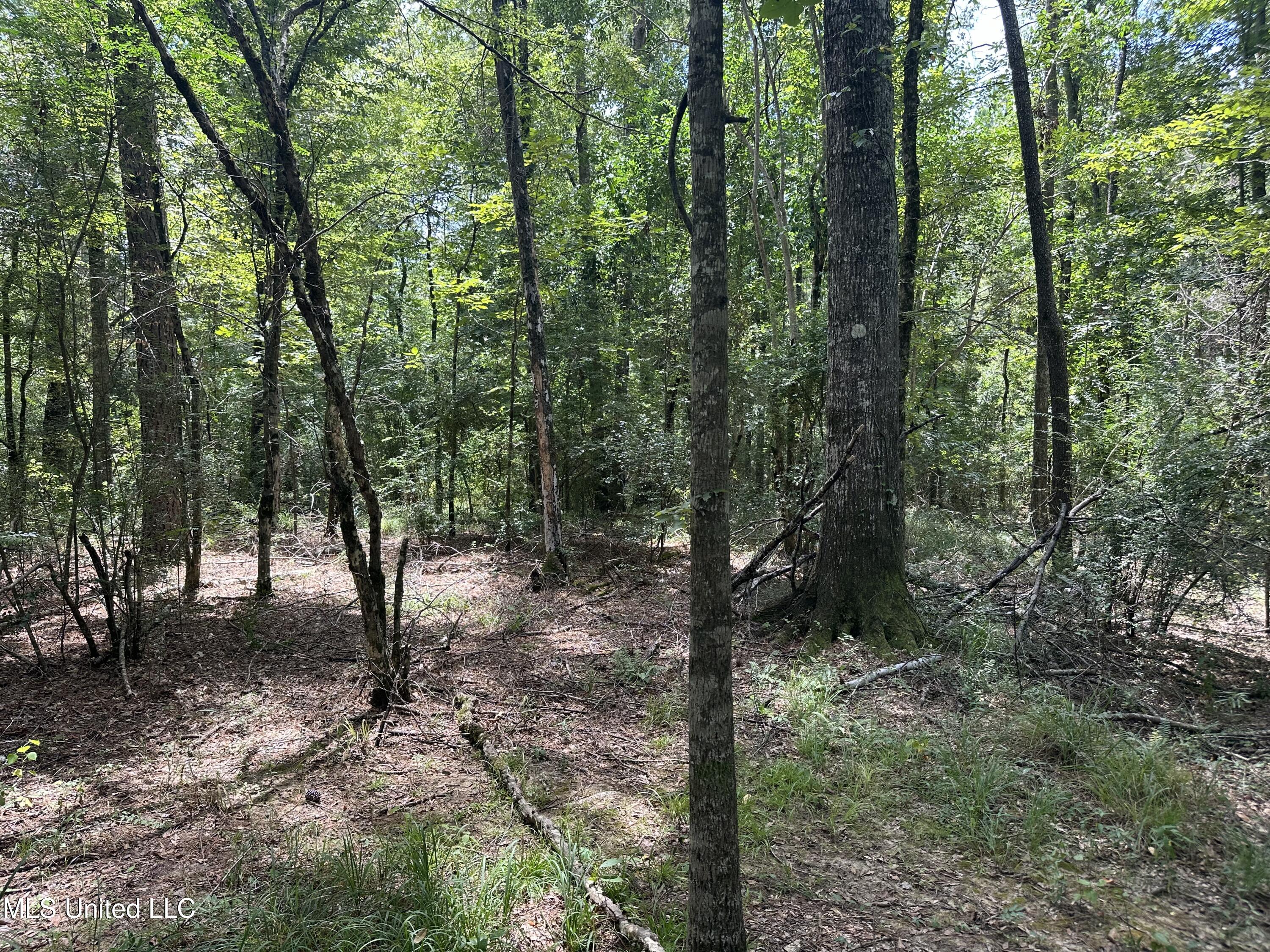 550 550th Union Union Church, MS 39668 - Photo 7 of 8 IMG_1656