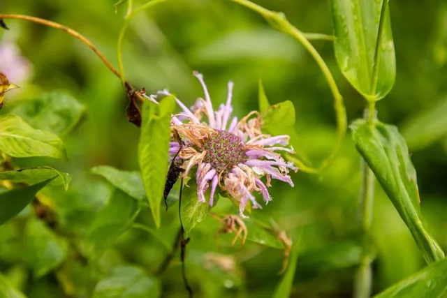 $242,050 | Carr Lane, Harrisburg, MO 65256