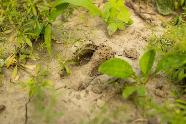 $242,050 | Carr Lane, Harrisburg, MO 65256