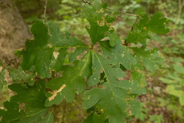 $242,050 | Carr Lane, Harrisburg, MO 65256