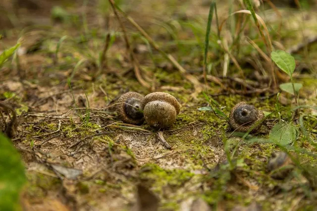 $242,050 | Carr Lane, Harrisburg, MO 65256