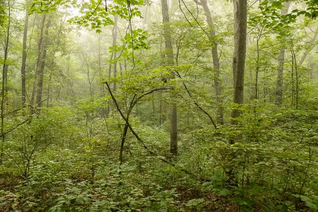 $242,050 | Carr Lane, Harrisburg, MO 65256