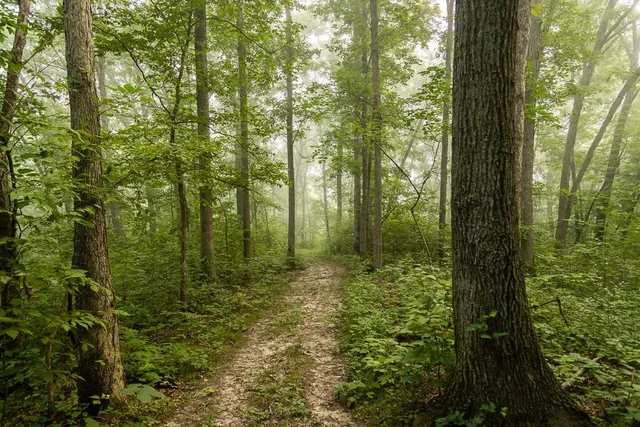 $242,050 | Carr Lane, Harrisburg, MO 65256