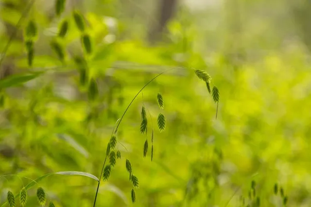 $242,050 | Carr Lane, Harrisburg, MO 65256