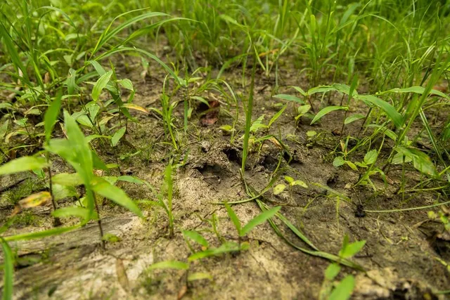 $242,050 | Carr Lane, Harrisburg, MO 65256