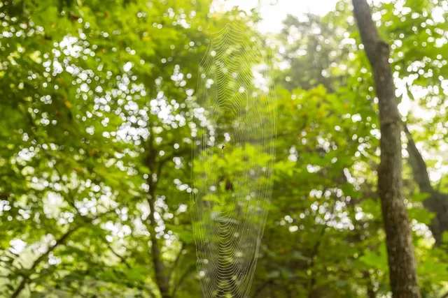 $242,050 | Carr Lane, Harrisburg, MO 65256