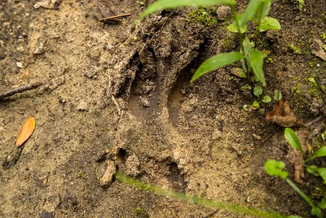 $242,050 | Carr Lane, Harrisburg, MO 65256