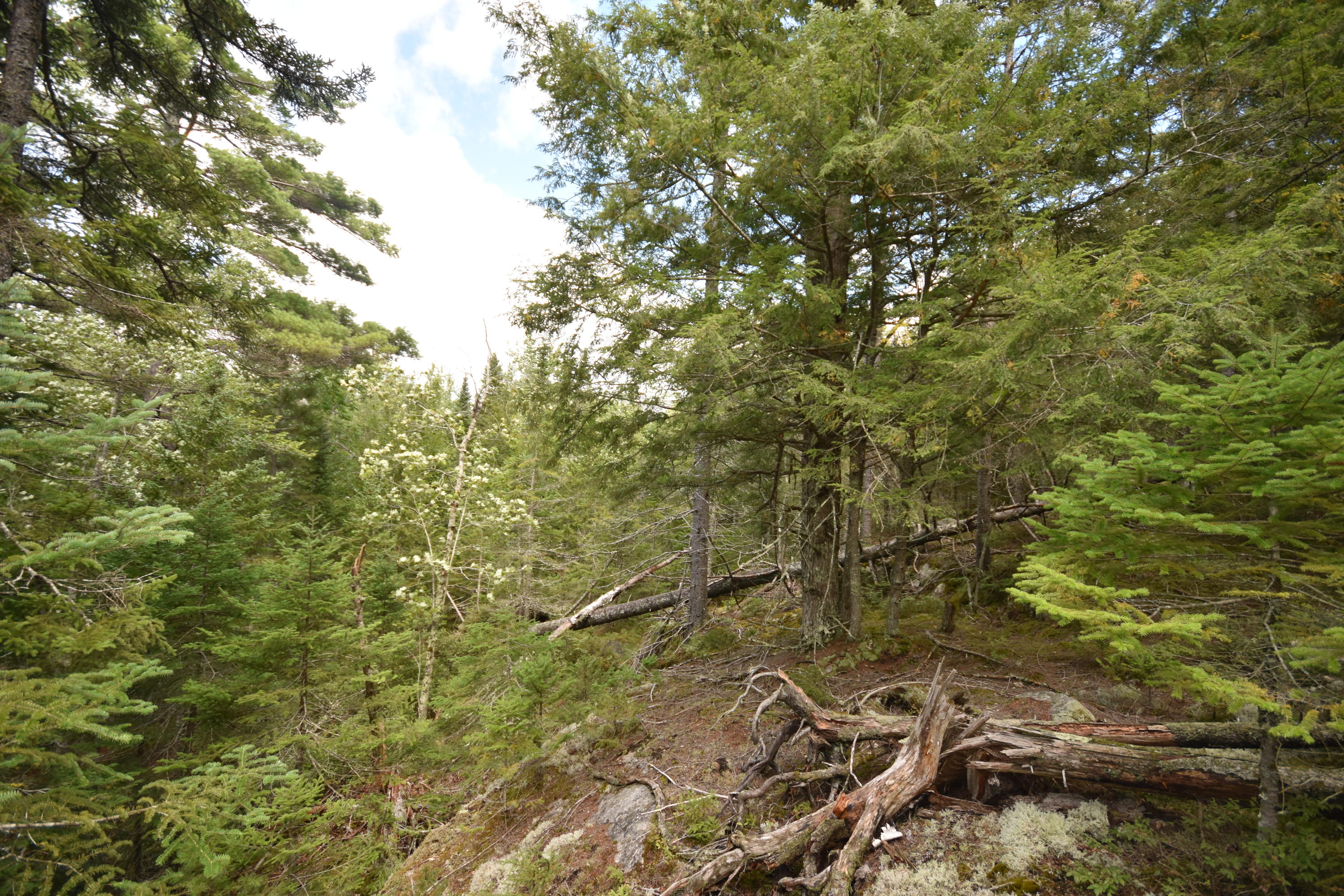 0 West Appleton Road Appleton, ME 04862 - Photo 12 of 13 DSC_0639
