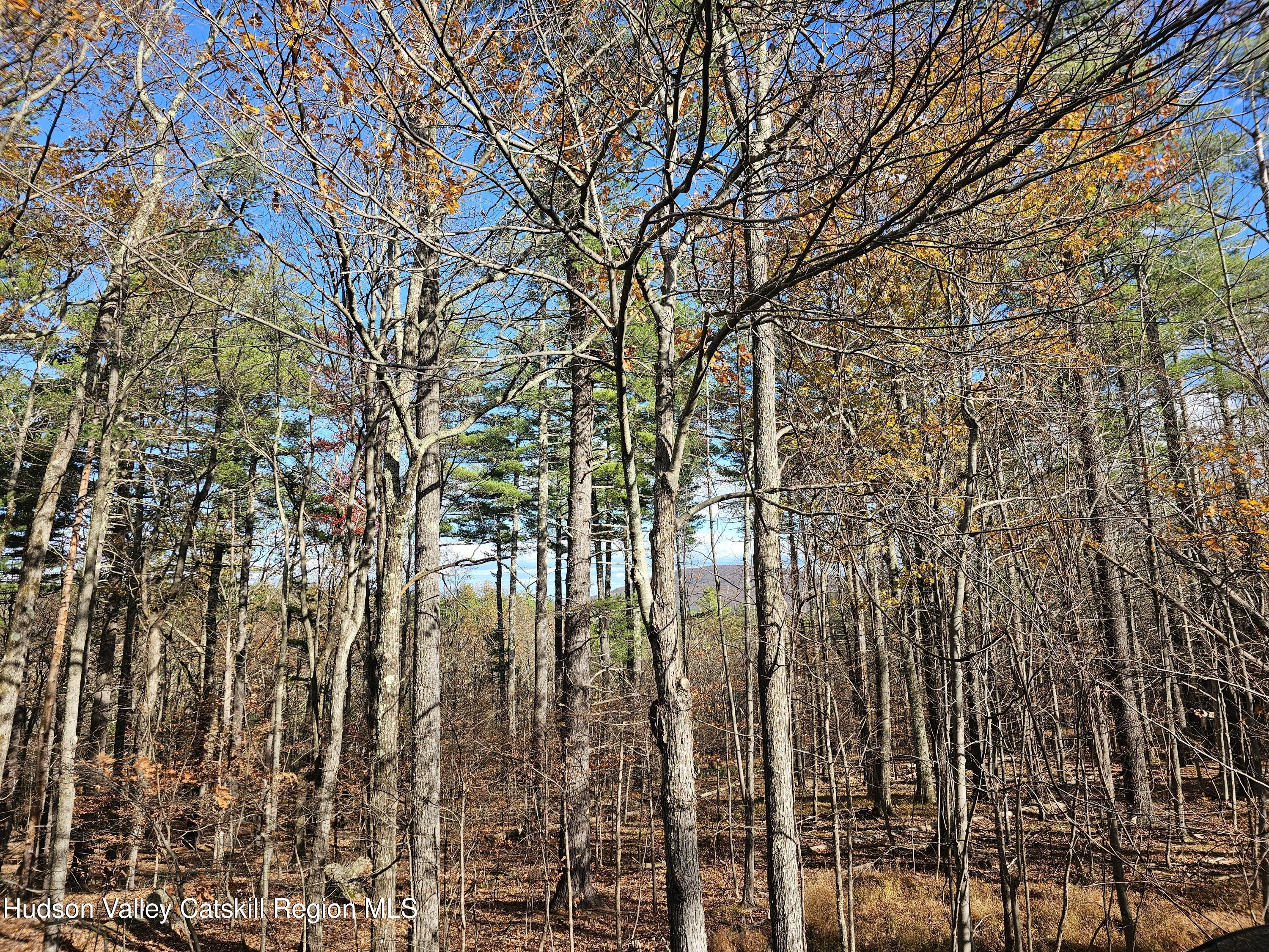 Lot 5 Storks Nest Road Round Top, NY 12473 - Photo 10 of 10 a view of forest
