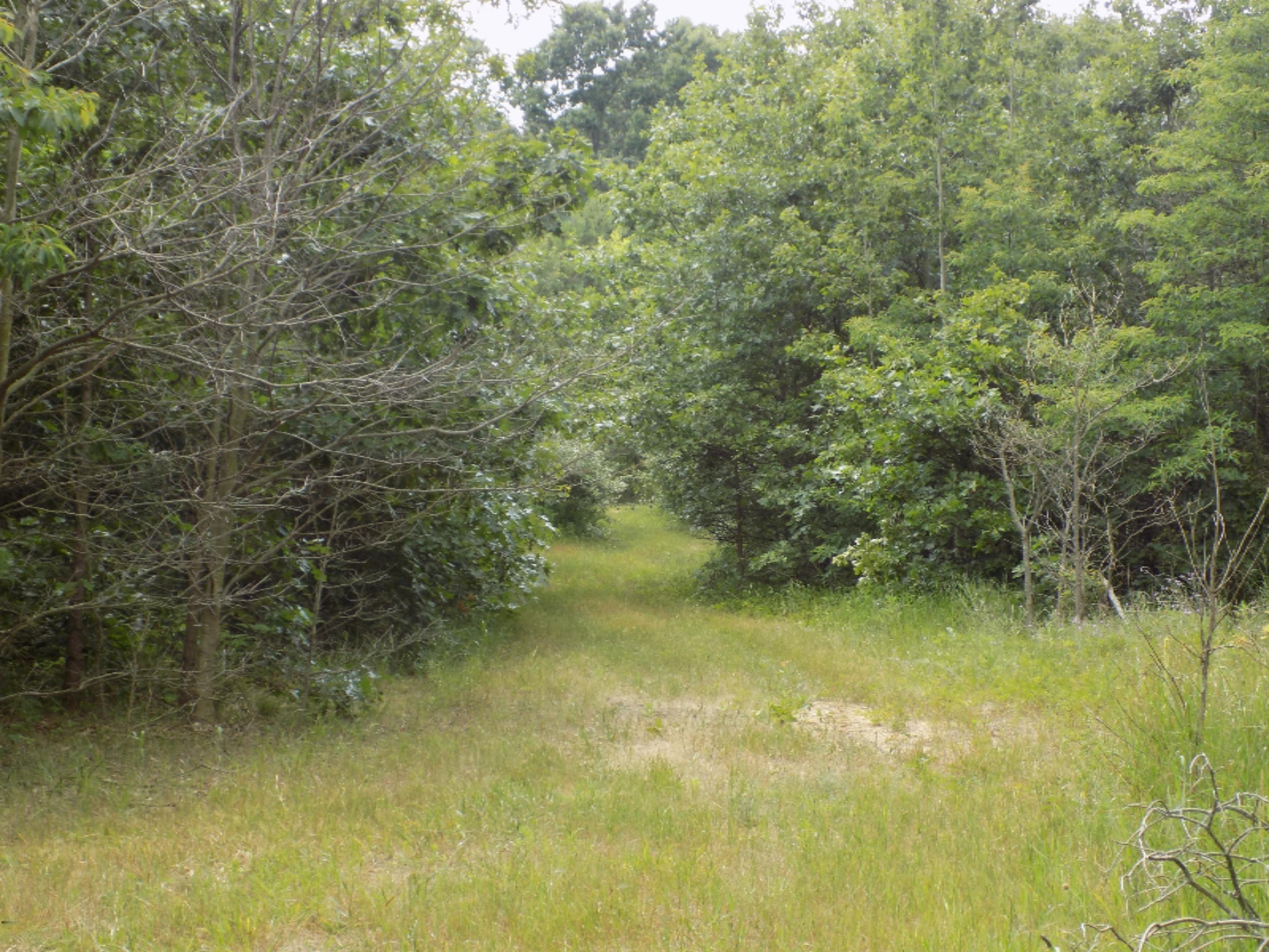 0 Taube Road Coloma, MI 49038 - Photo 8 of 10 DSCN0839